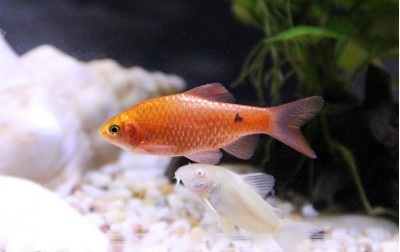 Lorem ipsum dolor sit amet