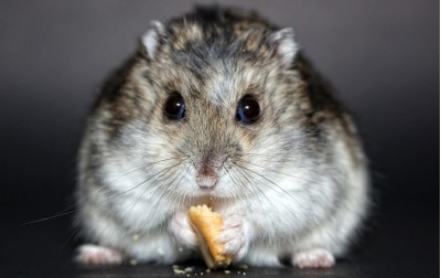 Scelerisque vestibulum urna