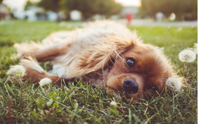 Nec intellegat deseruisse te