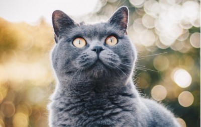 Viderer voluptatum te eum